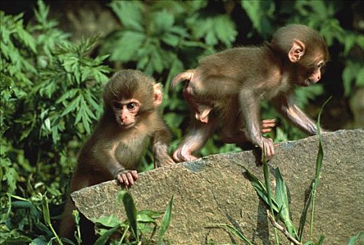 日本猕猴,雪猴,幼仔,玩,岩石上,日本