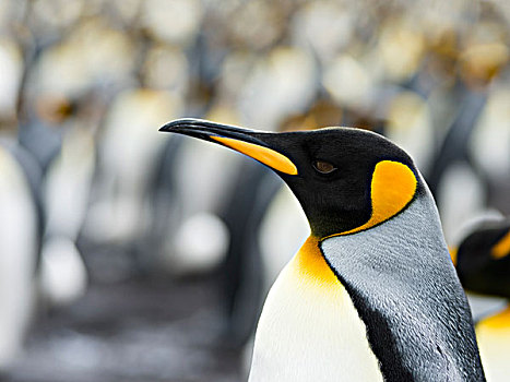 帝企鹅,福克兰群岛,南大西洋,头像,大幅,尺寸