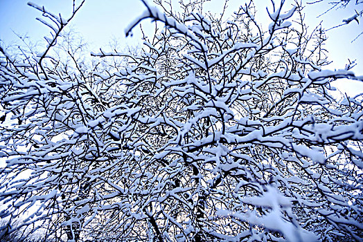 雪后树挂