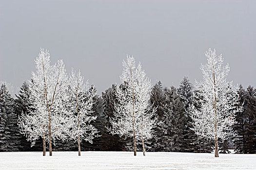 霜,树,卡尔加里,艾伯塔省,加拿大