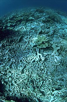 死,珊瑚,潮水,温度,澳大利亚