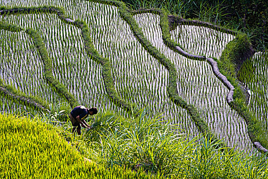 男人,工作,稻米梯田,巴厘岛,印度尼西亚