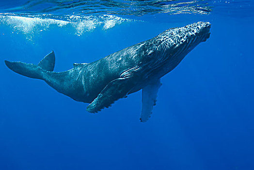 驼背鲸,大翅鲸属,鲸鱼,毛伊岛,夏威夷