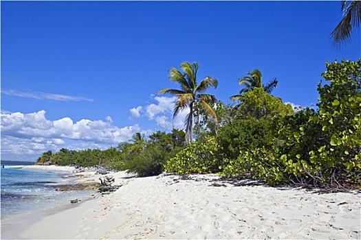 热带沙滩,棕榈树