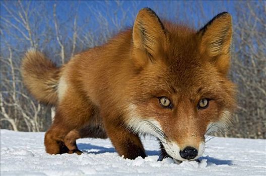 红狐,狐属,嗅,雪,堪察加半岛,俄罗斯
