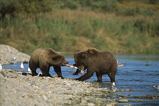 大灰熊,棕熊,女性,一岁,争斗,上方,三文鱼,卡特麦国家公园,阿拉斯加