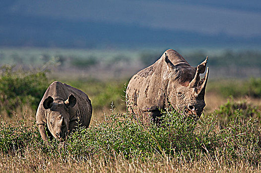 黑犀牛,后代,浏览,国家级保护区,幼兽,犀牛,残留,母兽,两个,岁月