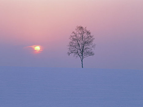 日落,白桦,雪原