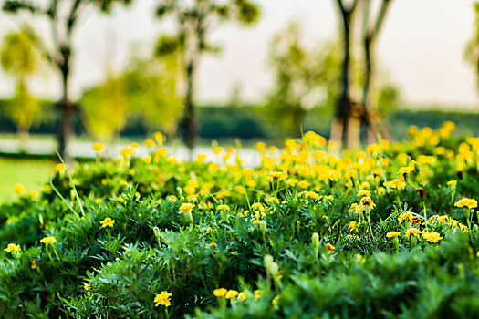 园中,小黄花