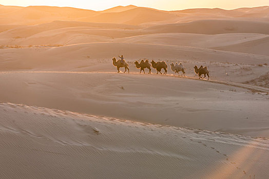 中国内蒙古夕阳下的沙漠骆驼队