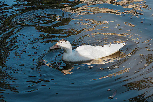 羊城廣州天河公園初冬湖中的白色鴨子