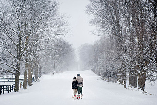 浪漫,年轻,情侣,遛狗,雪中,遮盖,树林,后视图,安大略省,加拿大