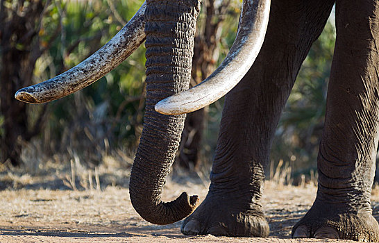 非洲,灌木,大象,非洲象,象鼻,獠牙,雄性动物,克鲁格国家公园,南非