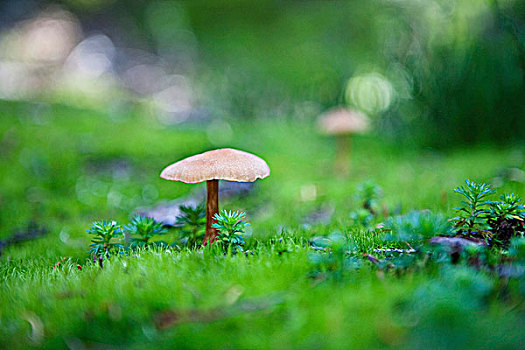 蘑菇,省立公园,不列颠哥伦比亚省,加拿大