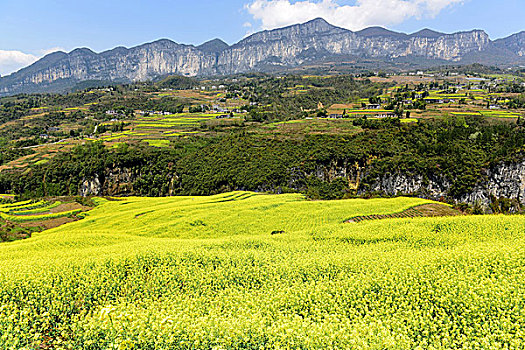 大峡谷油菜花风景