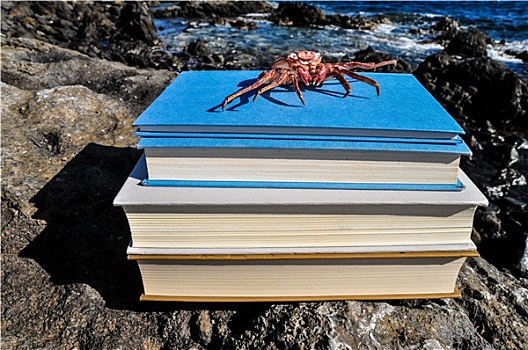 橙色,螃蟹,蓝色背景,书本