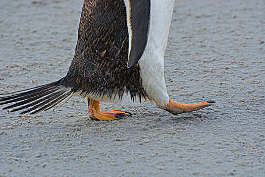 福克兰群岛,岛屿,巴布亚企鹅,脚