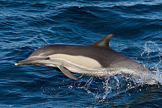 常见海豚,长吻真海豚,跳跃,下加利福尼亚州,墨西哥
