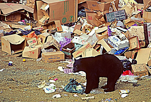 美洲黑熊,觅食,城市,中心,不列颠哥伦比亚省,加拿大
