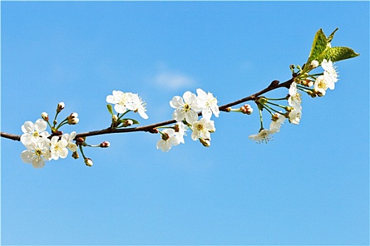 嫩枝,樱花,蓝色背景,天空