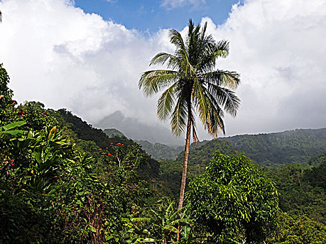棕榈树,多米尼克,岛屿