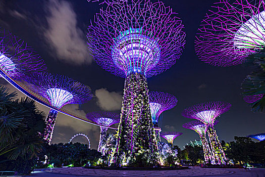 紫色,小树林,夜晚,新加坡,东南亚