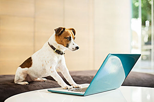 狗,工作,笔记本电脑,办公室