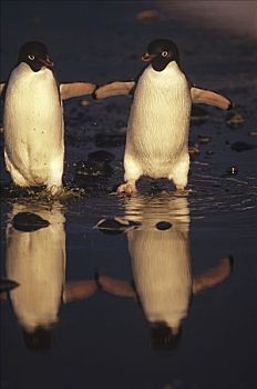 阿德利企鹅,一对,通勤,藻类,弄脏,夏天,融化,水池,罗斯海,南极