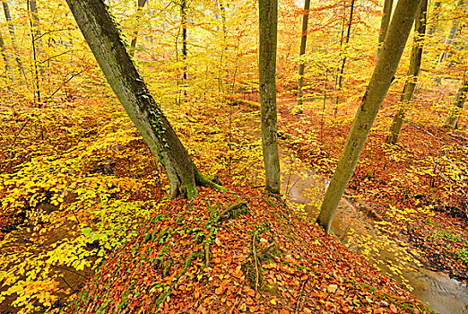 河流,山毛榉,树林,秋天,自然,自然保护区,靠近,勃兰登堡,德国,欧洲