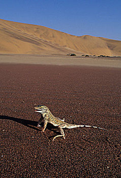 纳米布沙漠,纳米比亚,非洲