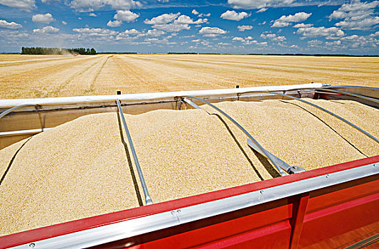 大麦,农场,卡车,丰收,靠近,曼尼托巴,加拿大