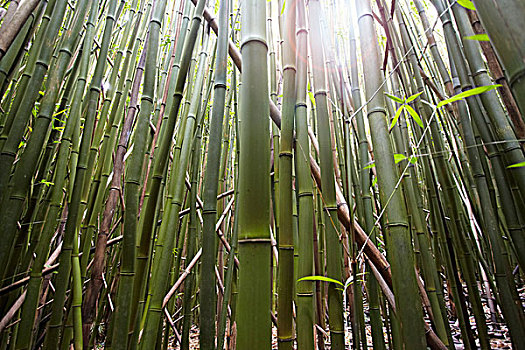 特写,竹子,茎,毛伊岛,夏威夷,美国