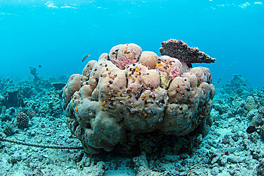 珊瑚,环礁,马尔代夫,印度洋