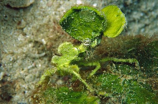 螃蟹,藻类,保护色,脚,深,巴布亚新几内亚
