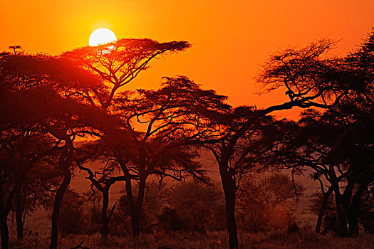 刺槐,树林,剪影,日落,塔兰吉雷国家公园,坦桑尼亚