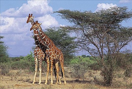 网纹长颈鹿,长颈鹿,哺乳动物,萨布鲁国家公园,肯尼亚,非洲,动物