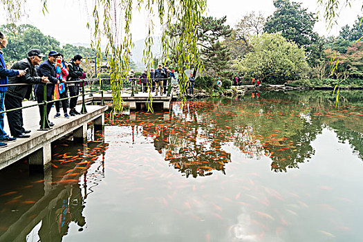 浙江杭州西湖苏堤花港观鱼