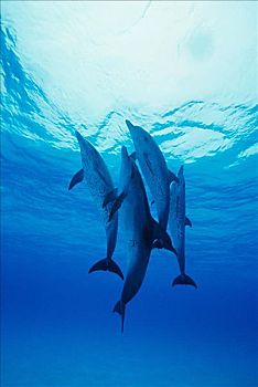 大西洋细吻海豚