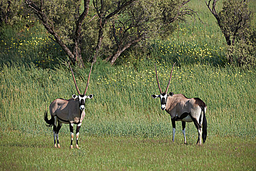 卡拉哈迪大羚羊国家公园,博茨瓦纳,南非,非洲