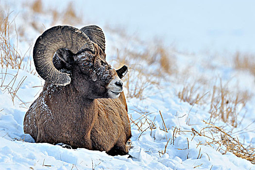 大角羊,卧,积雪,山坡,碧玉国家公园,艾伯塔省,加拿大