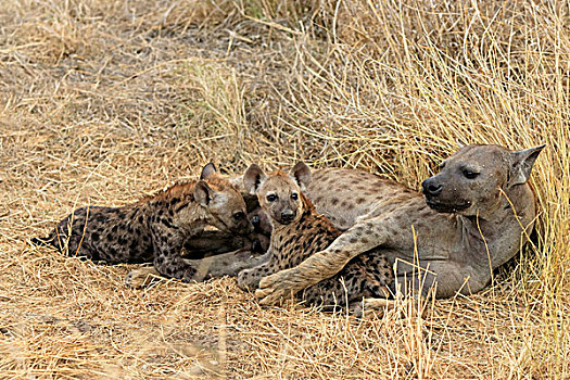 斑点,鬣狗,成年,女性,吸吮,年轻,克鲁格国家公园,南非,非洲