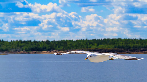 海鸥,飞翔,群岛,卡瑞里亚,北方,俄罗斯