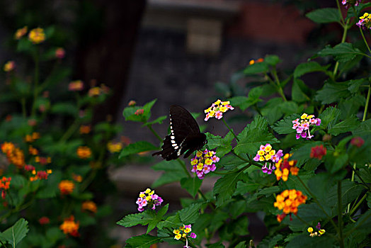 蝴蝶与五色梅花