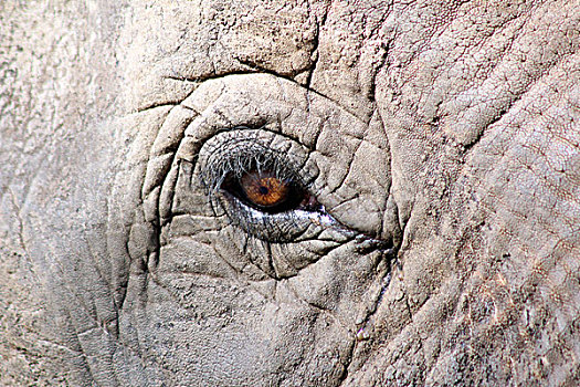 眼睛,大象