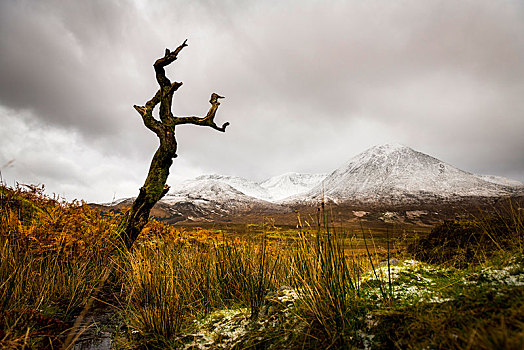 枯木,正面,高地,风景,雪,山,背景,斯凯岛,苏格兰,英国,欧洲