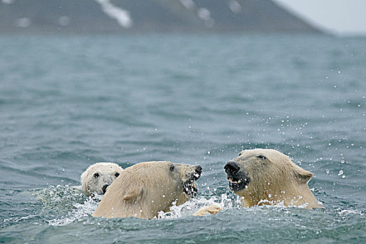 挪威,斯瓦尔巴群岛,斯匹次卑尔根岛,北极熊,成年,玩,一个,水,海岸