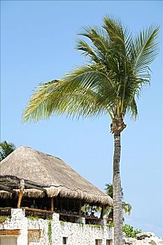 仰视,棕榈树,正面,建筑,坎昆,墨西哥