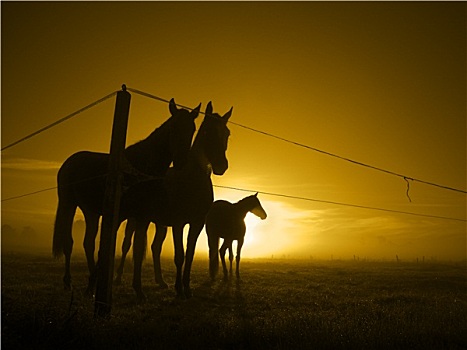 三个,马,围栏,日出