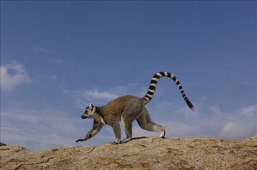 节尾狐猴,狐猴,走,石头,脆弱,南,中心,马达加斯加