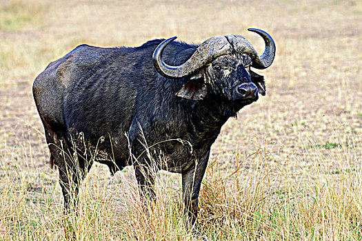 非洲水牛,公牛,肯尼亚,东非